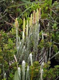 Lycopodium vestitum image