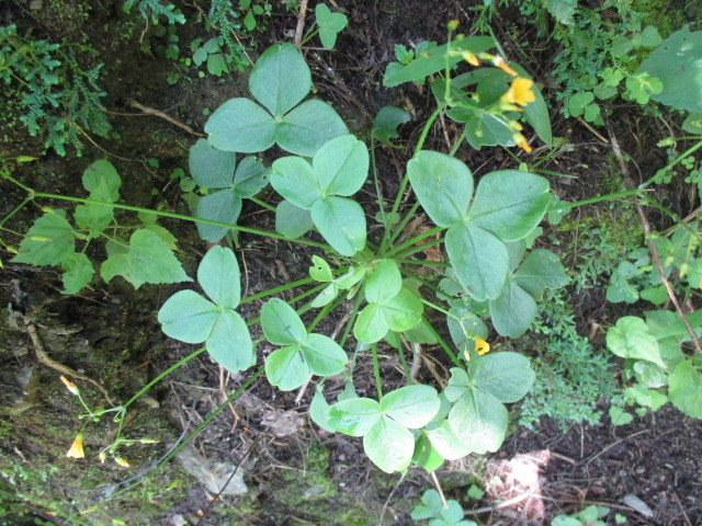 Oxalis peduncularis image