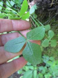 Oxalis peduncularis image