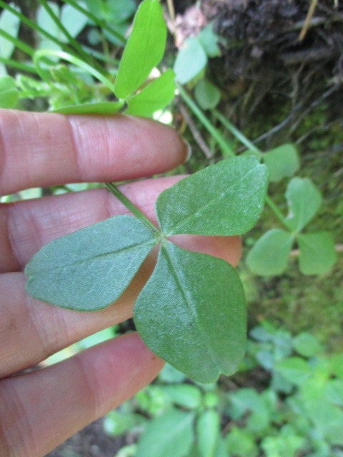 Oxalis peduncularis image