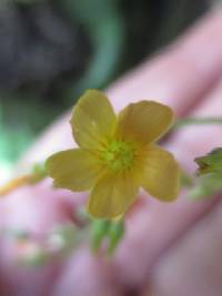 Oxalis peduncularis image