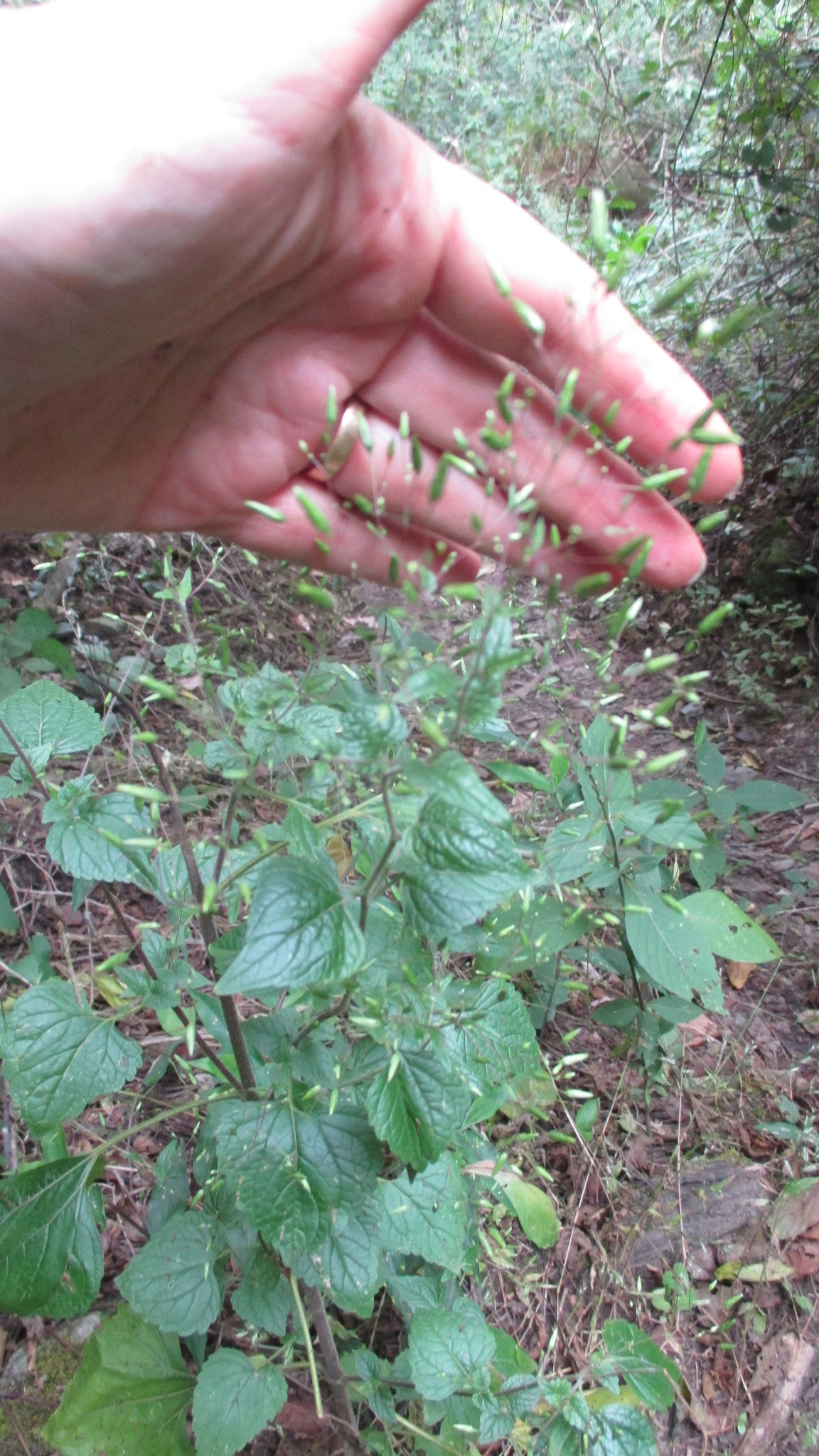 Brickellia diffusa image