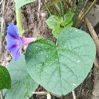 Ipomoea purpurea image