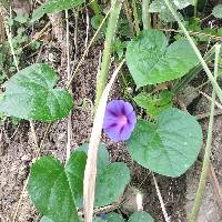 Ipomoea purpurea image