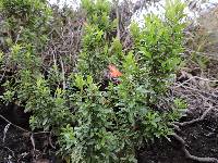 Clinopodium taxifolium image