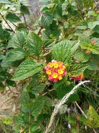 Lantana camara image