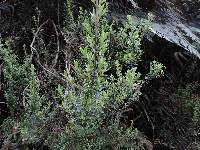 Clinopodium taxifolium image