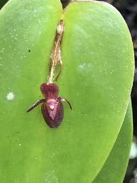 Pleurothallis erythrium image