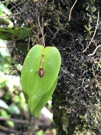 Pleurothallis erythrium image