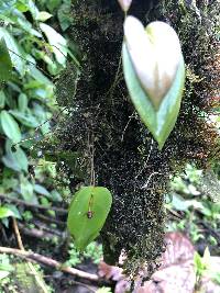 Pleurothallis erythrium image