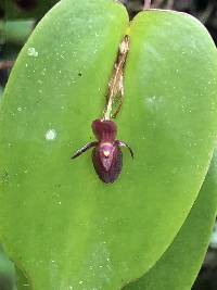 Pleurothallis erythrium image