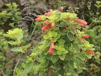 Scutellaria volubilis image