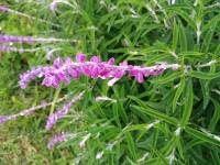 Salvia leucantha image