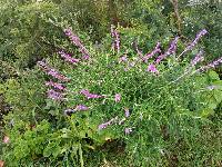 Salvia leucantha image