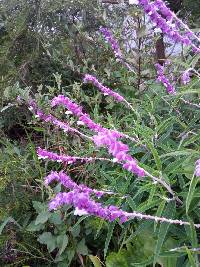 Salvia leucantha image