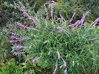 Salvia leucantha image