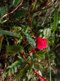 Begonia urticae image