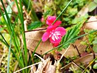 Begonia urticae image