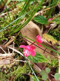 Begonia urticae image