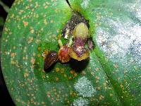 Pleurothallis cordata image