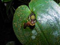 Pleurothallis cordata image