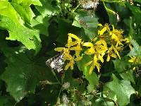 Senecio tamoides image