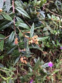 Gaultheria tomentosa image