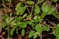 Scutellaria volubilis image