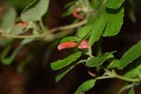 Scutellaria volubilis image