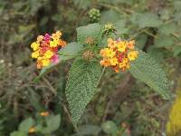 Lantana camara image