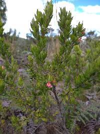 Clinopodium taxifolium image