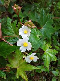 Begonia acerifolia image