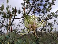 Oreocallis grandiflora image