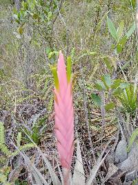 Vriesea petraea image