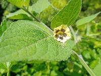 Physalis peruviana image