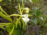 Epidendrum lacustre image