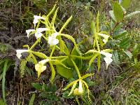 Epidendrum lacustre image