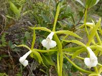 Epidendrum lacustre image