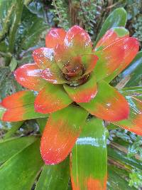 Guzmania gloriosa image