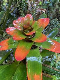 Guzmania gloriosa image