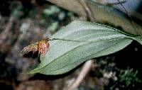 Lepanthes hirtzii image