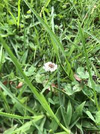 Trifolium repens image