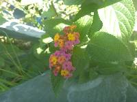 Lantana camara image