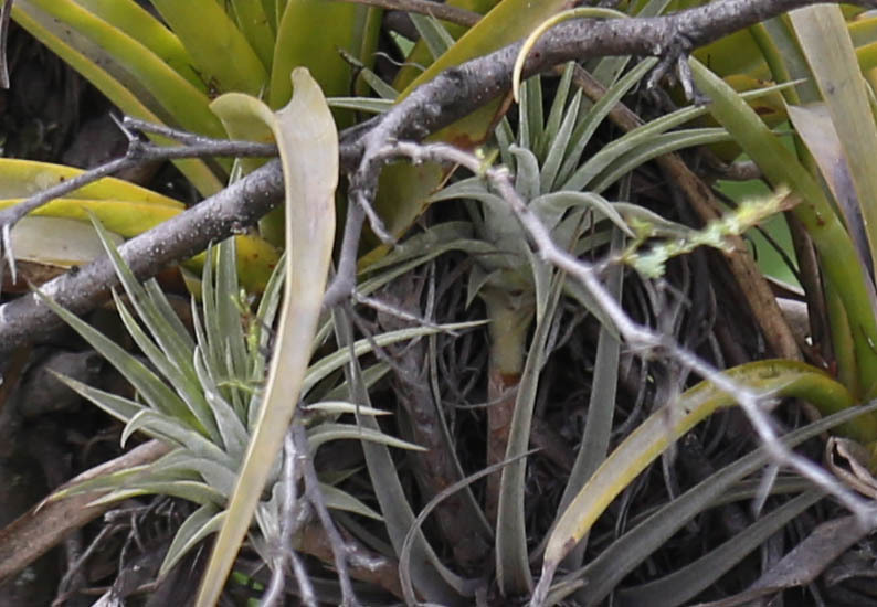 Tillandsia espinosae image