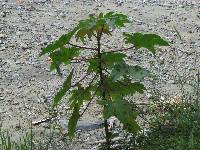 Ricinus communis image