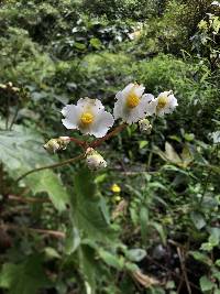 Begonia acerifolia image