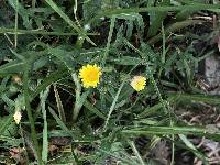 Sonchus oleraceus image