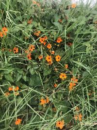 Thunbergia alata image