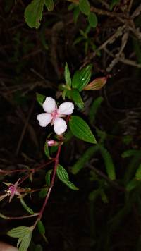 Image of Monochaetum lineatum