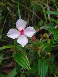 Monochaetum lineatum image